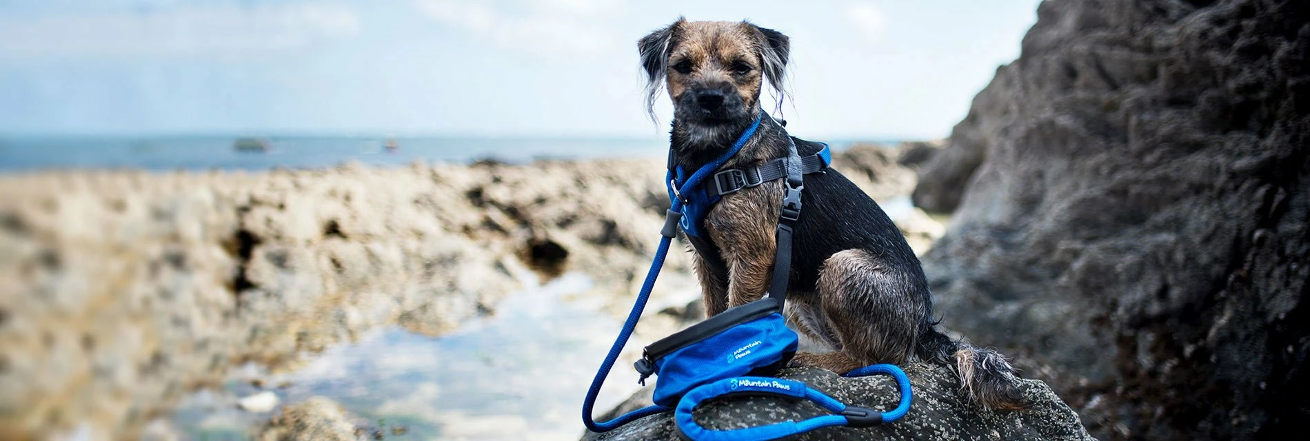 Collars Sales Shop -Collars Sales Shop BM banner