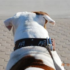 Bulldog's Day - Leather Collar -Collars Sales Shop DTBD305 6