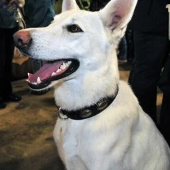 Retro Rulz - Leather Collar -Collars Sales Shop DTC103 7