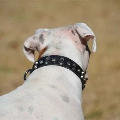 Egyptian Gem - Studded Collar -Collars Sales Shop DTC37 4