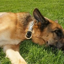 Classy Keir - Leather Choke Collar 11 Classy Keir - Leather Choke Collar -Collars Sales Shop DTC45braidedChoke 5