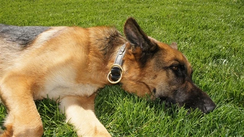 Classy Keir - Leather Choke Collar 6 Classy Keir - Leather Choke Collar - Image 4