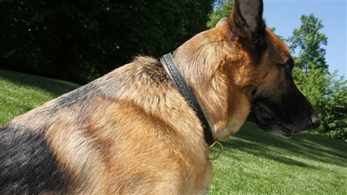 Classy Keir - Leather Choke Collar 7 Classy Keir - Leather Choke Collar - Image 5