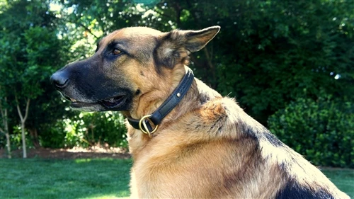 Classy Keir - Leather Choke Collar 8 Classy Keir - Leather Choke Collar - Image 6