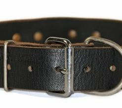 Brass Plate - Leather Collar 11 Brass Plate - Leather Collar -Collars Sales Shop DTC83Brass 5
