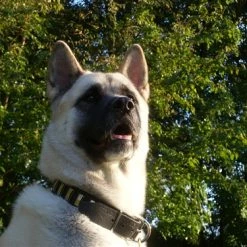 Brass Line - Leather Collar -Collars Sales Shop DTC90Brass 7