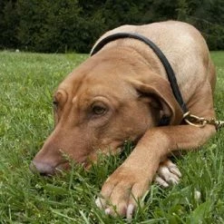 Desperado - Leather Choke Collar -Collars Sales Shop DTC96 5