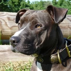 Gaia - Leather Collar -Collars Sales Shop DTCGAI 4