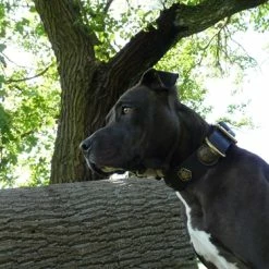 Gaia - Leather Collar -Collars Sales Shop DTCGAI 5