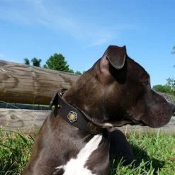 Gaia - Leather Collar -Collars Sales Shop DTCGAI 6