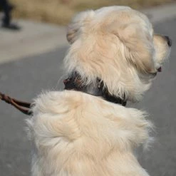 Mars - Leather Collar -Collars Sales Shop DTCMRS 6