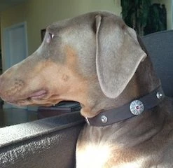 Shaka - Leather Collar -Collars Sales Shop DTCSHK 4