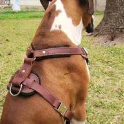 The Boss - Leather Harness -Collars Sales Shop DTH1 4