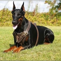 The Boss - Leather Harness -Collars Sales Shop DTH1 7