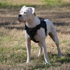 DT Fun Patch Harness With Chest Support - Yellow Trim -Collars Sales Shop DTH12 6