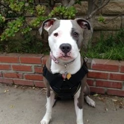 DT Fun Patch Harness With Chest Support -Collars Sales Shop DTH12V 5