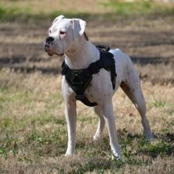 DT Fun Patch Harness With Chest Support -Collars Sales Shop DTH12V 7