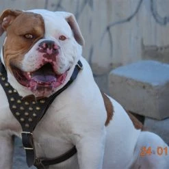 Stud Warrior - Leather Harness 11 Stud Warrior - Leather Harness -Collars Sales Shop DTH15 6