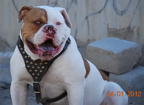 Stud Warrior - Leather Harness 7 Stud Warrior - Leather Harness - Image 5