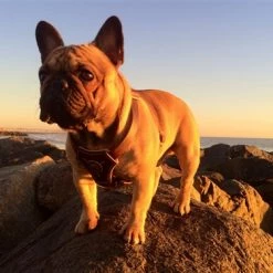 Royal Classic Knight - Leather Harness -Collars Sales Shop DTH2Royal 6