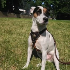 Royal Classic Knight - Leather Harness -Collars Sales Shop DTH2Royal 7