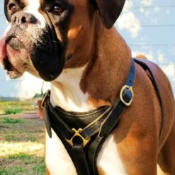 Dean's Choice - Leather Harness 10 Dean's Choice - Leather Harness -Collars Sales Shop DTH3 5