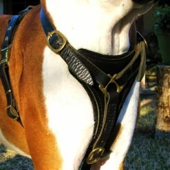 Dean's Choice - Leather Harness 11 Dean's Choice - Leather Harness -Collars Sales Shop DTH3 6