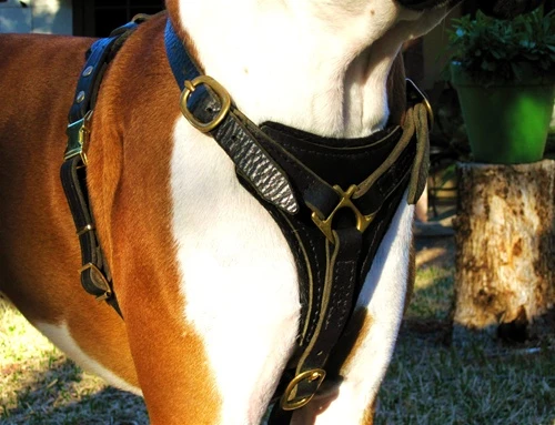 Dean's Choice - Leather Harness 7 Dean's Choice - Leather Harness - Image 5