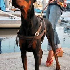 The Cowboy - Leather Harness 11 The Cowboy - Leather Harness -Collars Sales Shop DTH5 5