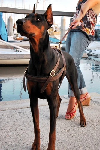 The Cowboy - Leather Harness 6 The Cowboy - Leather Harness - Image 4