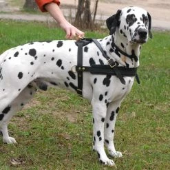 The Cowboy - Leather Harness 12 The Cowboy - Leather Harness -Collars Sales Shop DTH5 6