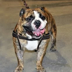 The Cowboy - Leather Harness 13 The Cowboy - Leather Harness -Collars Sales Shop DTH5 7