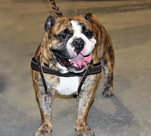 The Cowboy - Leather Harness 8 The Cowboy - Leather Harness - Image 6