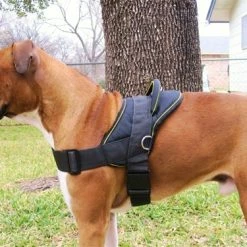 DT Harness 11 DT Harness -Collars Sales Shop DTH6 5