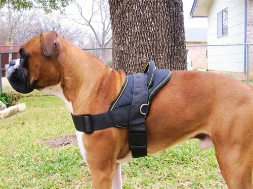 DT Harness 6 DT Harness - Image 4