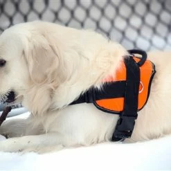 DT Harness 12 DT Harness -Collars Sales Shop DTH6 6