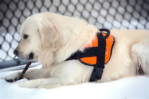 DT Harness 7 DT Harness - Image 5