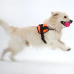 DT Harness 13 DT Harness -Collars Sales Shop DTH6 7