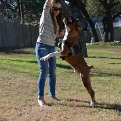 DT Cobra Harness - No Pull Dog Harness 12 DT Cobra Harness - No Pull Dog Harness -Collars Sales Shop DTHCO1 6