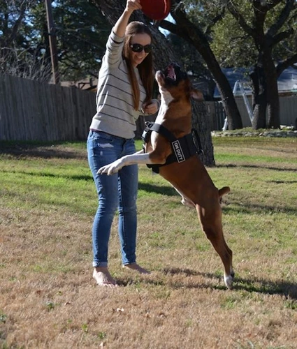 DT Cobra Harness - No Pull Dog Harness 7 DT Cobra Harness - No Pull Dog Harness - Image 5