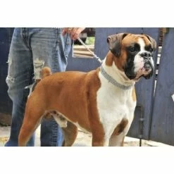 Sprenger Triple Row Martingale Collar -Collars Sales Shop DTHS5088302 2MM 4