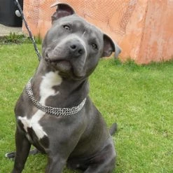 Sprenger Triple Row Martingale Collar -Collars Sales Shop DTHS5088302 2MM 6