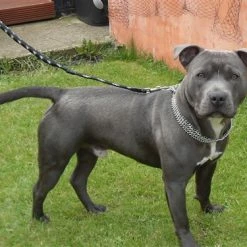 Sprenger Triple Row Martingale Collar -Collars Sales Shop DTHS5088302 2MM 7