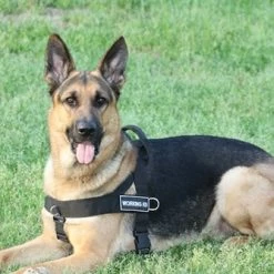 DT Universal - No Pull Dog Harness 12 DT Universal - No Pull Dog Harness -Collars Sales Shop DTHUNVPLUS 6