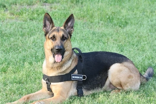 DT Universal - No Pull Dog Harness 7 DT Universal - No Pull Dog Harness - Image 5