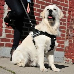 DT Universal - No Pull Dog Harness 13 DT Universal - No Pull Dog Harness -Collars Sales Shop DTHUNVPLUS 7