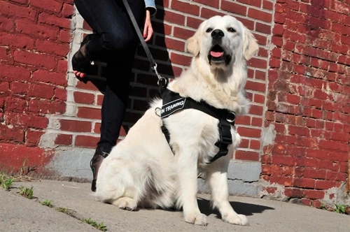 DT Universal - No Pull Dog Harness 8 DT Universal - No Pull Dog Harness - Image 6