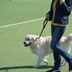 Tamed Beauty - Rolled Leather Leash -Collars Sales Shop DTL30 6