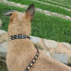 Sputnik - Leather Leash -Collars Sales Shop DTL36STUDS 4