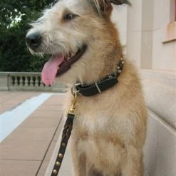 Sputnik - Leather Leash -Collars Sales Shop DTL36STUDS 7